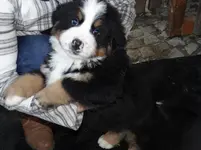 Bruno11.webp