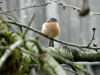 Buchfink_0008.webp