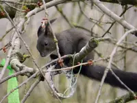 Eichhörnchen_0001.webp