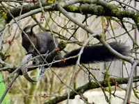 Eichhörnchen_0002.webp