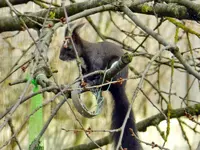 Eichhörnchen_0004.webp