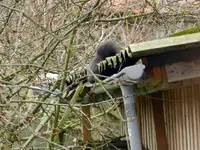 Eichhörnchen_0007.webp