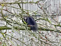 Eichhörnchen_0008.webp