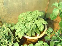 Vicentes Sweet Habanero.webp