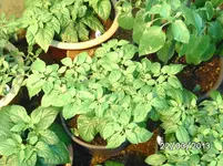 Habanero2.webp