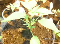 gelbe Chili.webp