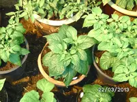 Chocolate Bhut Jolokia.webp