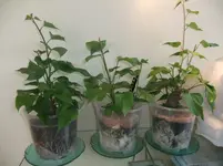 DSCF7025.webp