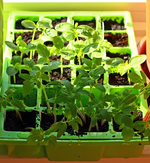 Melone Kürbis und Tomate_500.webp