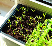 Paprika California Wonder_800.webp