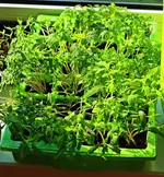 Tomaten vor dem Pikieren_800.webp