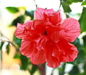 Hibiscusblüte_900.webp