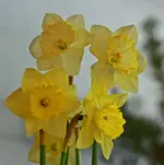 Narzisse St_Patricks_Day_1000.webp