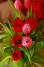 Strauss Tulpen_400.webp