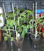 große tomaten 2.webp