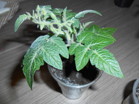 micro bluete.webp