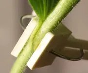 grafting3.webp