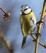 Blaumeise.webp