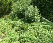 Walderdbeere.webp