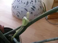 Zamioculcas.webp