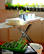 Pflanzen pikieren1_600.webp