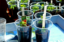 Tomate_Rote_Johannisbeere pikiert_640.webp