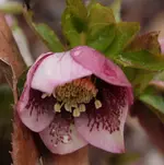 Lenzrose.webp