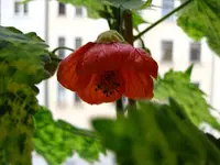 IMG_4235.webp