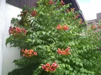 Klettertrompete-rot.14.07.2012.webp