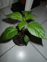 P3230307.webp