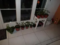 P3230316.webp