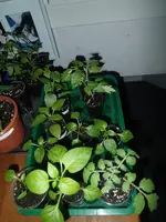 P3230319.webp
