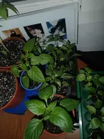 P3230320.webp