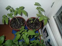 P3230322.webp