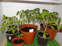 Tomaten1.webp