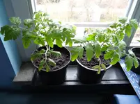 Tomaten3.webp