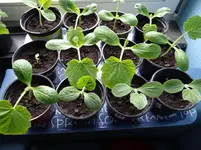 Zucchinis und Kürbisse.webp
