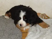 Bruno12.webp