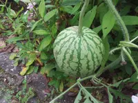 IMG_20120901_151405.webp