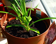 blauer Agapanthus kommt auch_600.webp