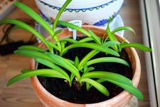 weisser Agapanthus wächst und gedeiht_600.webp