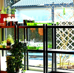 Stellagen im Fenster_500.webp