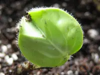 Luffas und Okras 016.webp