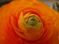 Ranunkel.webp