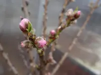 Nektarinenblüte.webp