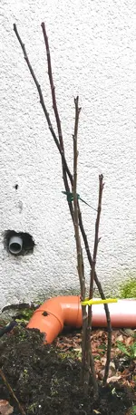 Reisser.webp