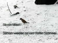 Spatz_0214a.webp