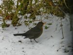 Amsel_0342.JPG