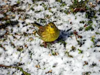 Goldammer_0398.webp