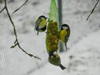 Kohlmeise_0311.webp